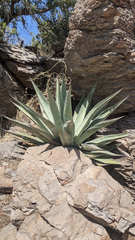 Agave chrysantha