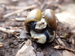 Gastrodontidae