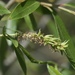 Salix × pendulina tristis - Photo (c) Sonja Deneve,  זכויות יוצרים חלקיות (CC BY-NC), uploaded by Sonja Deneve