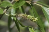 Salix × pendulina tristis - Photo (c) Sonja Deneve, alguns direitos reservados (CC BY-NC), uploaded by Sonja Deneve