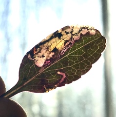 Bucculatrix staintonella