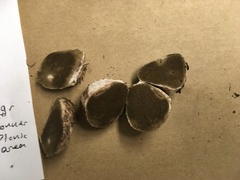 Rhizopogon salebrosus