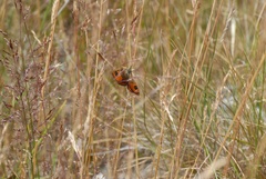 Argyrophenga antipodum