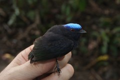 Lepidothrix coronata