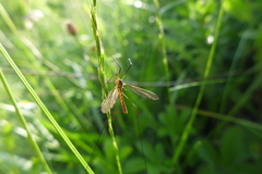 Nephrotoma flavescens