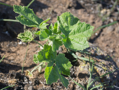 Malacothamnus clementinus