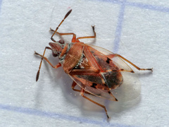 Kleidocerys resedae