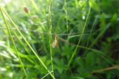 Nephrotoma flavescens