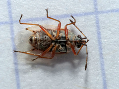 Kleidocerys resedae