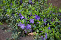 Vinca minor