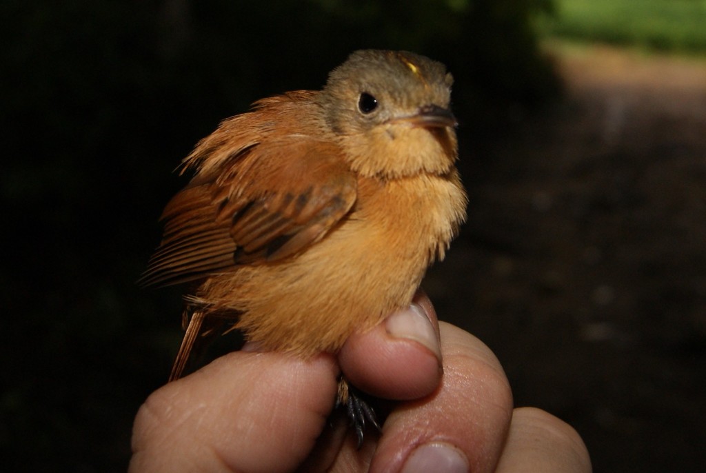 Cinnamon Neopipo
