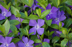 Vinca minor
