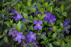 Vinca minor