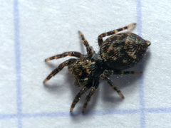 Pseudeuophrys erratica