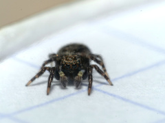 Pseudeuophrys erratica