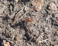 Camponotus bakeri
