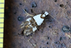 Monopis meliorella