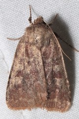 Cerastis tenebrifera