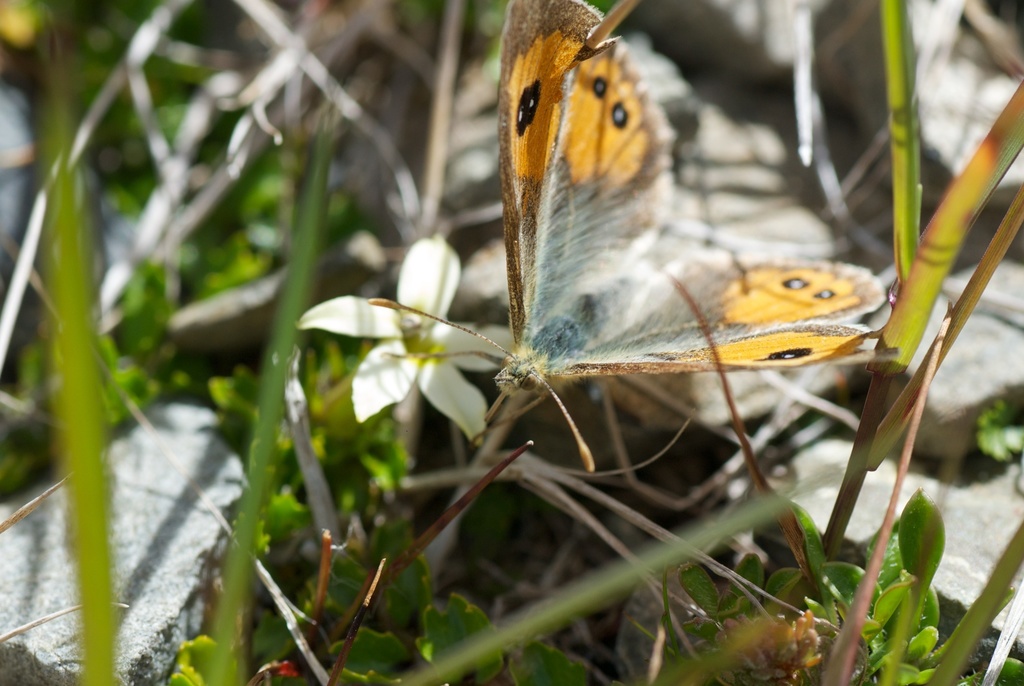Eastern Tussock