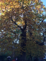 Aesculus hippocastanum