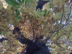 Aesculus hippocastanum