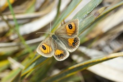 Argyrophenga janitae