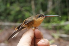 Phaethornis philippii