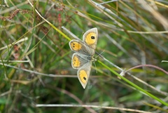 Argyrophenga janitae