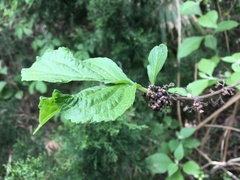 Callicarpa americana