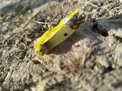 Zegris eupheme