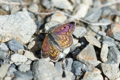 Lycaena boldenarum