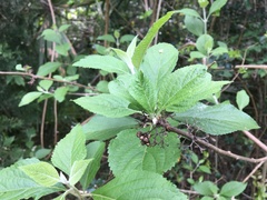 Callicarpa americana