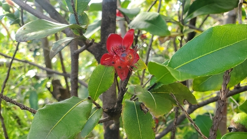 Ochna thomasiana