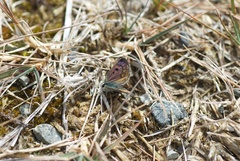 Lycaena boldenarum
