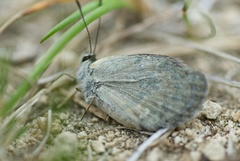 Lycaena boldenarum