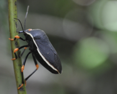 Brachystethus improvisus