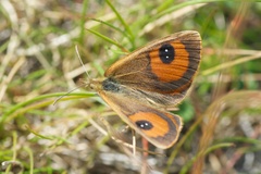 Argyrophenga antipodum