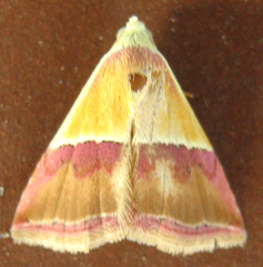 Eublemma caffrorum