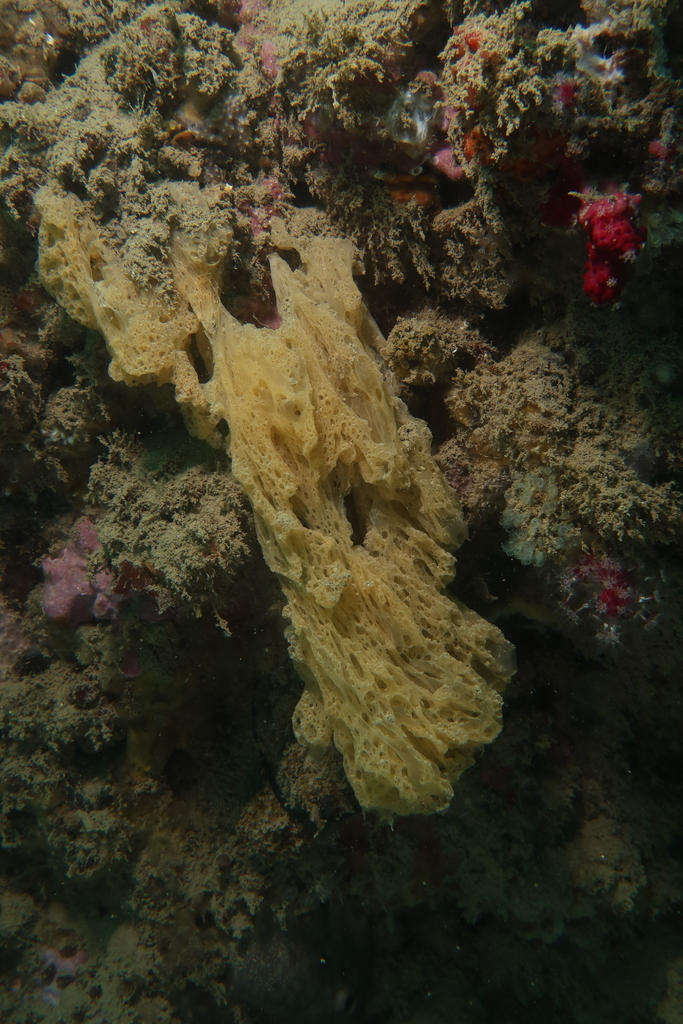 Borojevia cerebrum