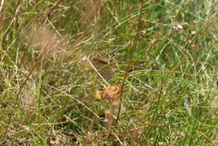 Argyrophenga antipodum