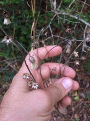 Sericocarpus tortifolius