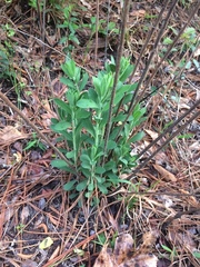 Sericocarpus tortifolius