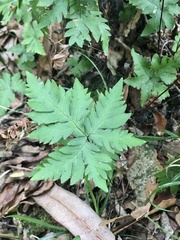 Doryopteris concolor