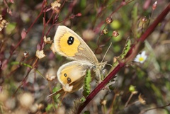 Argyrophenga antipodum