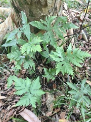 Doryopteris concolor