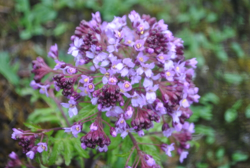 Megacarpaea delavayi