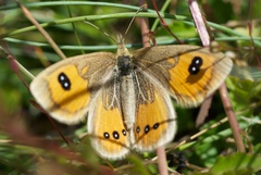 Argyrophenga antipodum