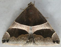 Dysgonia torrida