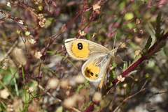 Argyrophenga antipodum