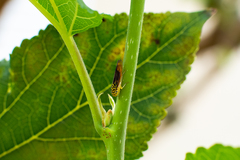 Dilobopterus costalimai